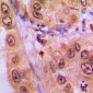 Anti-STAT3 (pY705) Antibody